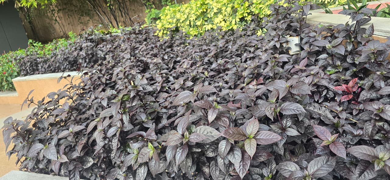 Dense ornamental purple foliage planted in a landscaped garden bed