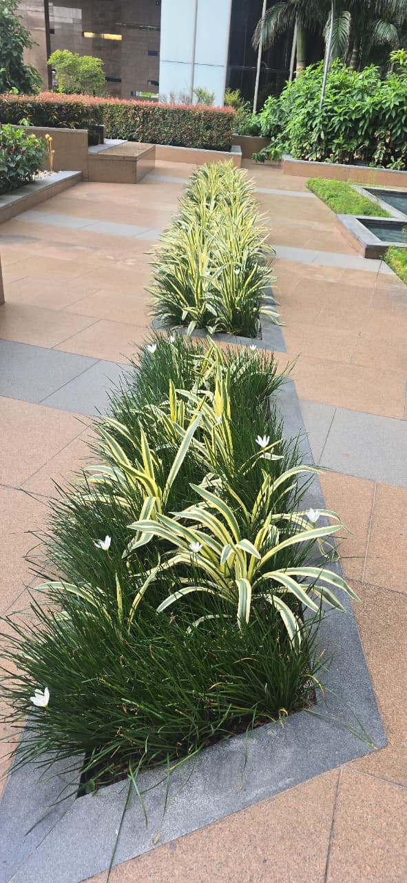 Linear outdoor garden bed with flowering plants and variegated foliage along a tiled walkway