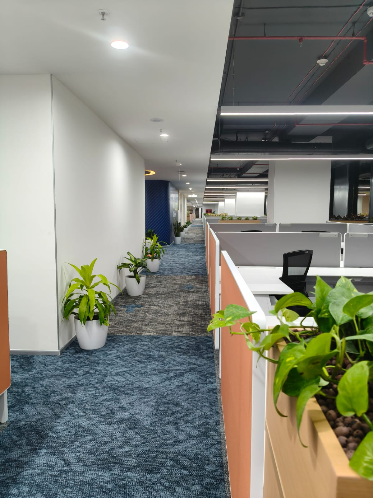 Office corridor lined with white cylindrical pots holding leafy corn plants