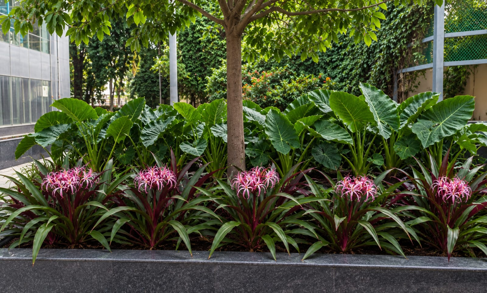 Layered outdoor planter bed with pink lilies, elephant ear leaves and an ivy backdrop