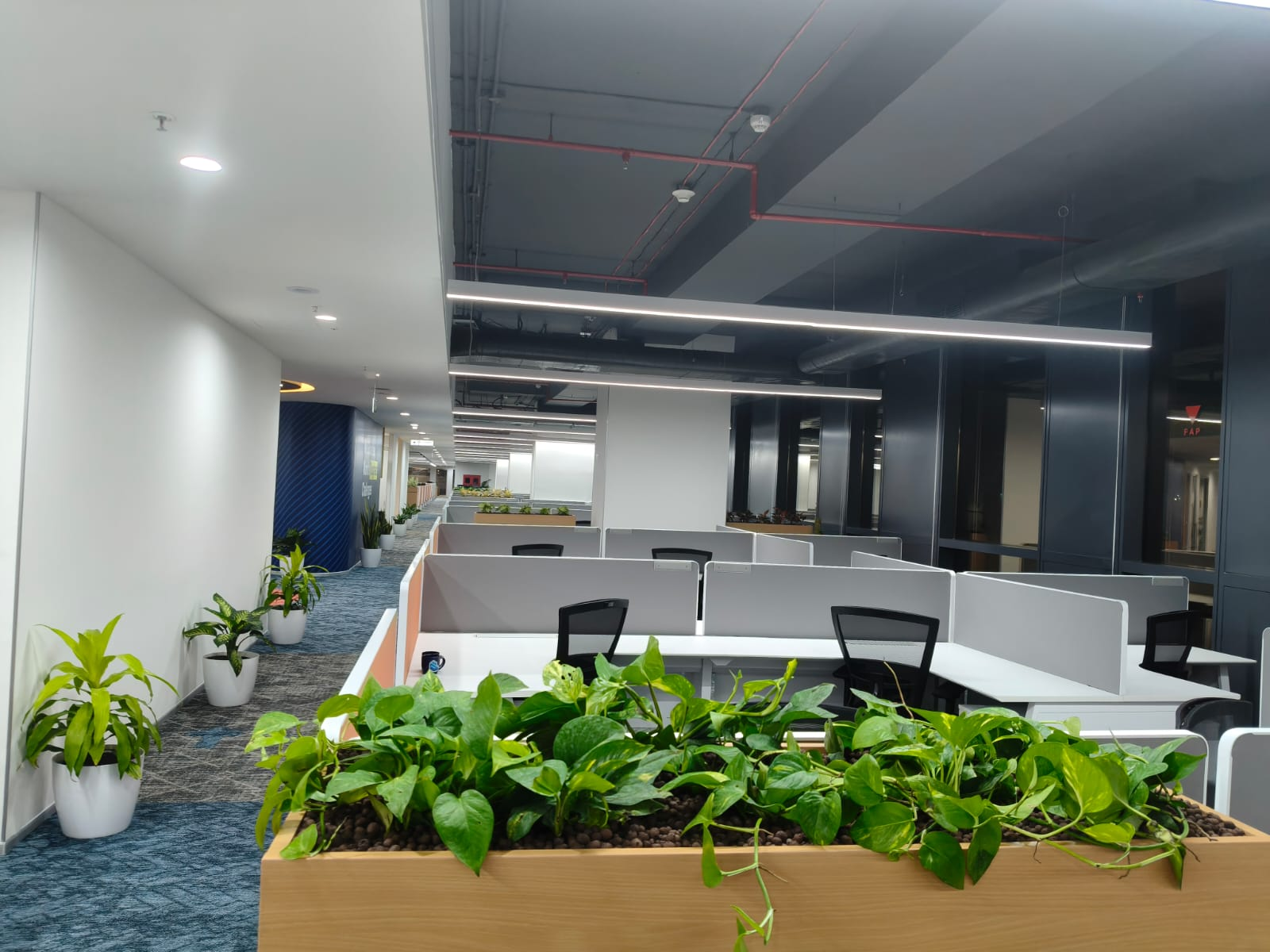 Open-plan office with a wooden planter of trailing pothos and potted corn plants along the wall