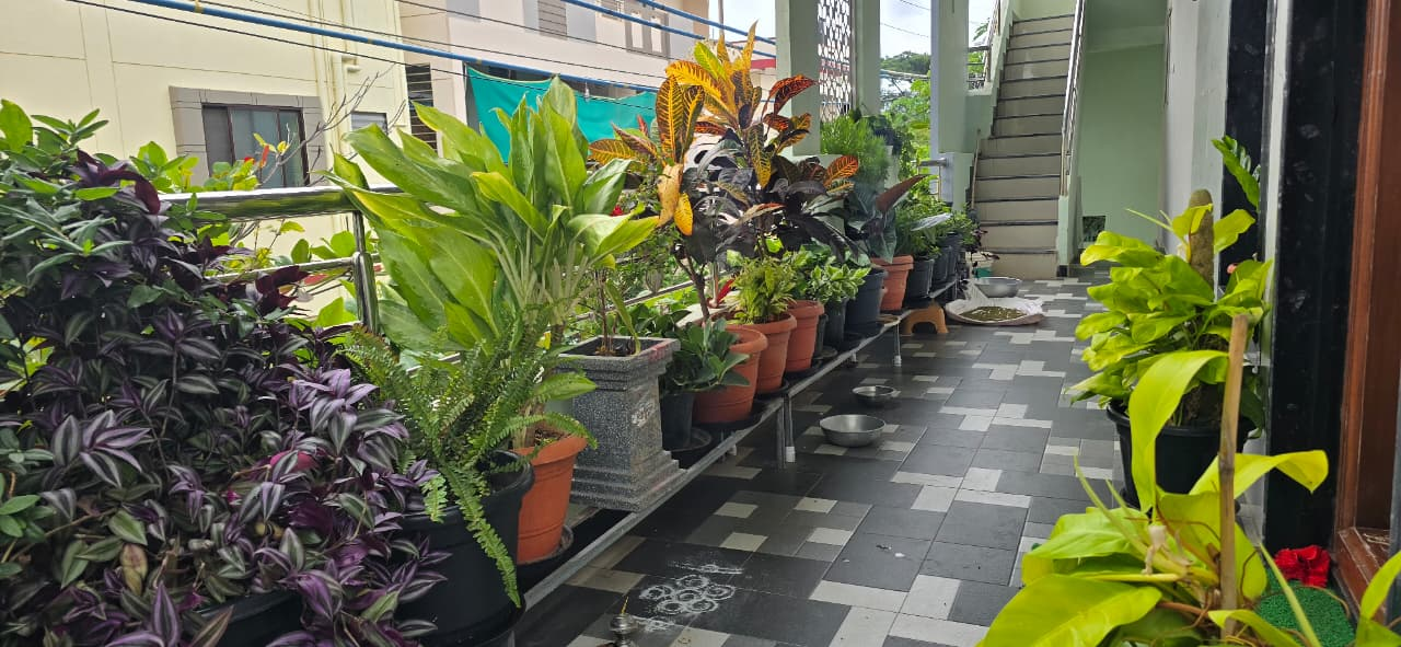 Residential balcony garden with a varied collection of potted plants