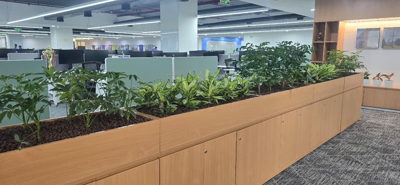 Office cabinet-top planters with leafy plants dividing an open-plan workspace