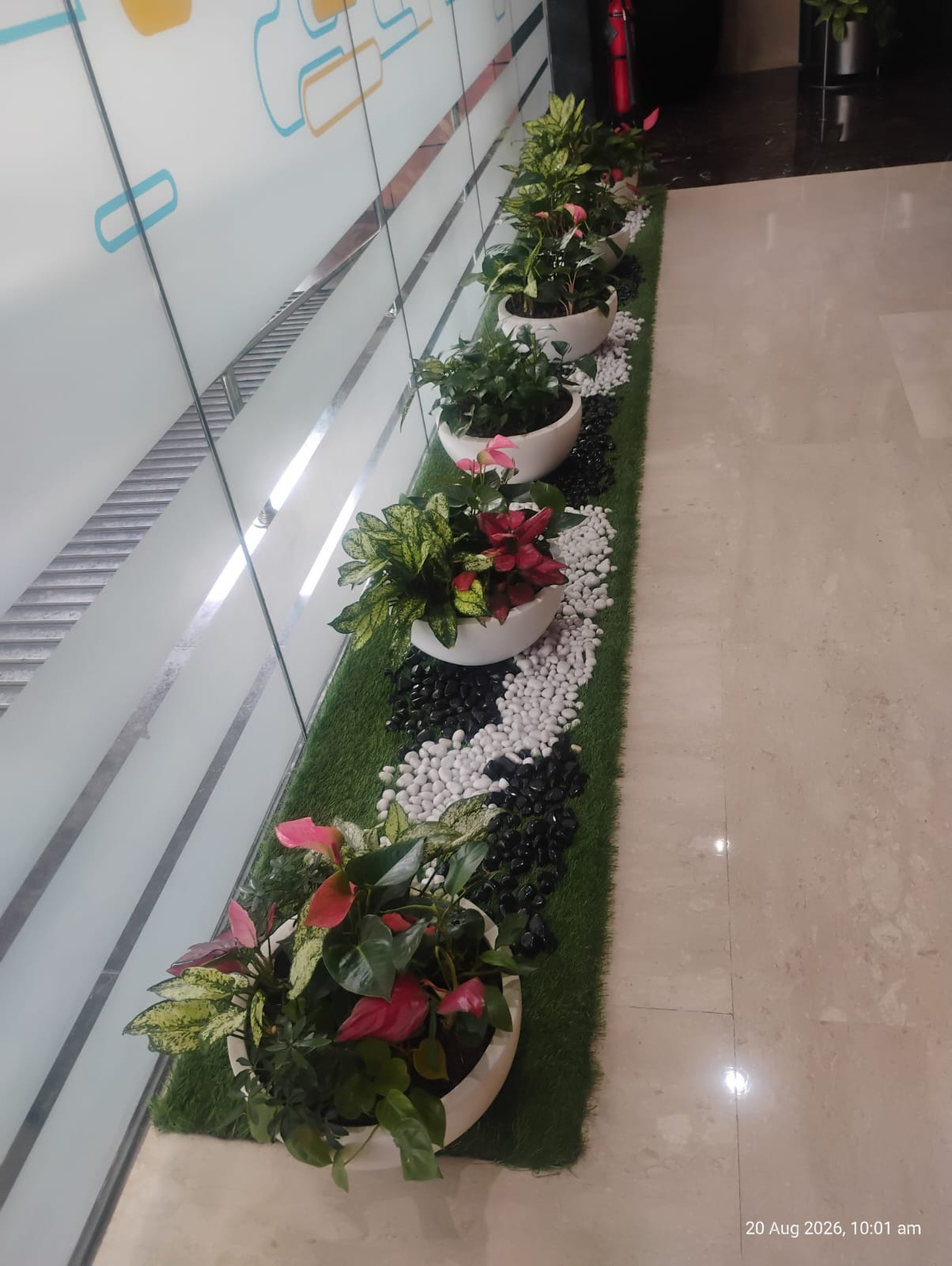 Row of white bowl planters on artificial grass with a pebble pattern and anthuriums